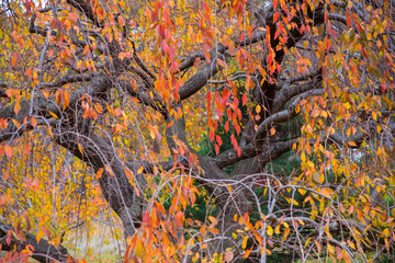 autumn leaves on a japanese cherry tree at us national arboretum in washington dc usa