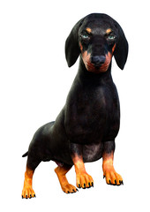 Obraz premium 3D Rendering Dachshound on White