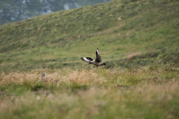 The great skua on Runde Island, Norway.