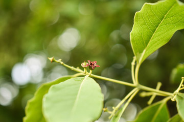 Santalum album plant flower closeup focus shot isolated one
