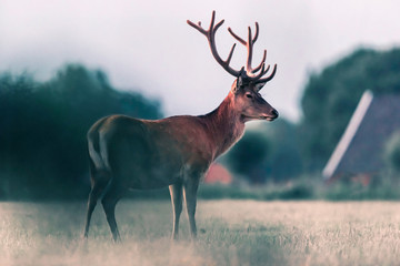 Red deer stag in countryside in evening sunlight. Side view.