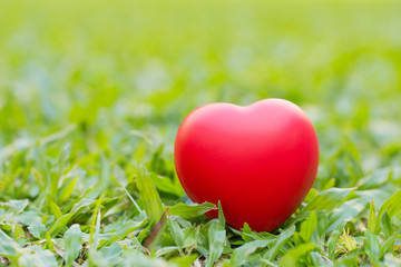 red heart placed on a green grass.Valentines Day concept.World Heart Day.Nature reserve