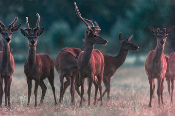 Naklejka na ściany i meble Red deer stags in countryside in evening sunlight.