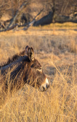 Portrait of a small brown donkey in golden winter grass image in vertical format with copy space