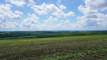green field and blue sky