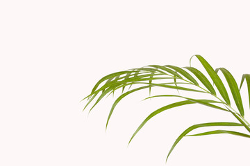 plant leaf over white background