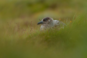 Fototapeta premium The great skua on Runde Island, Norway.