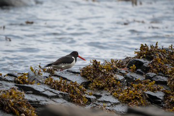 Oystercatcher on the shore of Runde island.