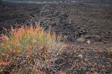 Spontaneous vegetation among the lava flows on the Etna volcano, in Sicily, Italy.