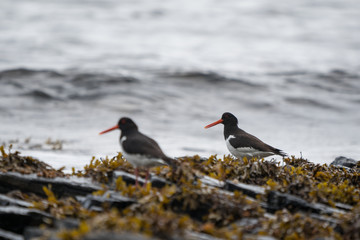 Oystercatcher on the shore of Runde island.