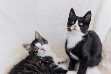 two cute black tuxedo cat kitten resting on white blanket