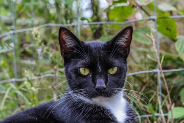 Naklejka na ściany i meble Selective Focus closeup of a black and white tuxedo cat in the grass