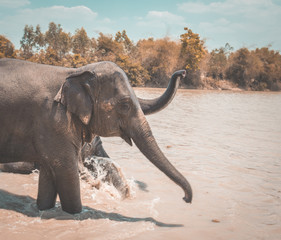 Obraz premium Elephant Sanctuary bathing in Isaan in Thailand