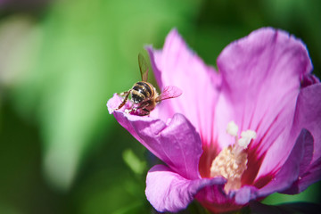 Biene mit Pollen in einer Bibiskusblüte