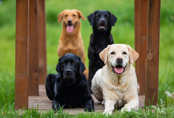 Four Labrador Retriever dogs in different colors - 286303421