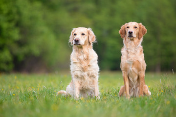 Two Golden Retriever dogs obediently sitting