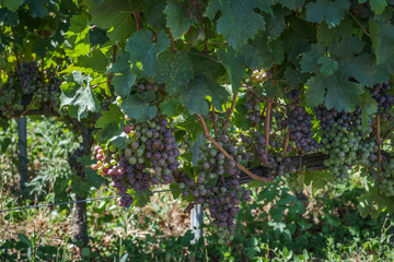 variedad de uvas de vino en viñedo de saint emilion francia