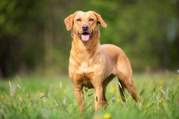 Pure breed Labrador Retriever dog from working line - 286303452