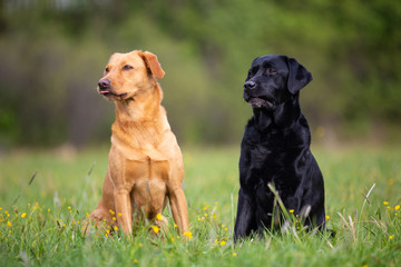 Two Labrador Retriever dogs, yellow and black, sit obediently on the grass