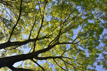 ALbero