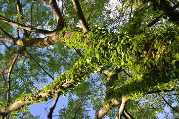 Fototapeta premium Alberi