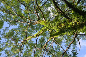 Fototapeta premium Alberi