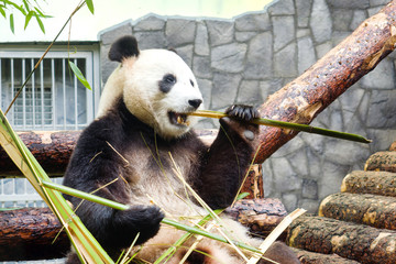 Funny big Panda sitting on the logs and eating bamboo. Panda in the Moscow zoo, Russia.