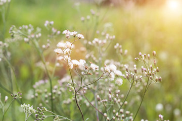 Forest meadow with wild grasses,Macro image with small depth of field,Blur background