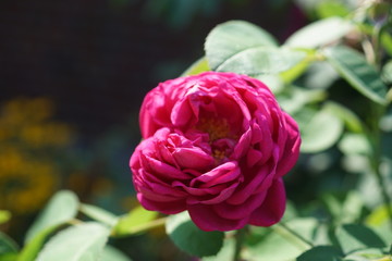 pink rose in the garden