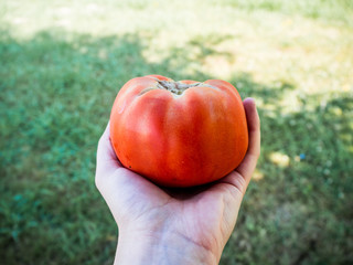 Tomate dans la main