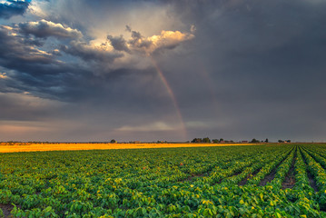 Rainbow over the soy field