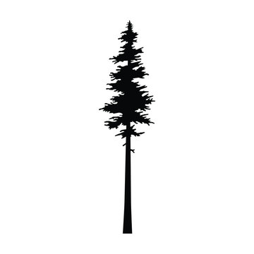 Conifer fir tree black silhouette. Tree pine silhouette vector, tattoo cypress logo nature forest vector templates, spruce silhouette branch sketch