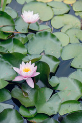 Beautiful Water lily flower