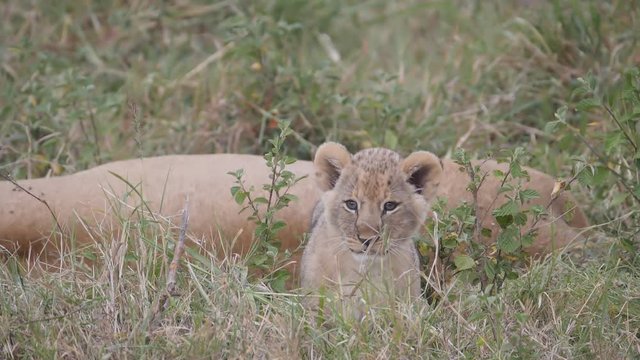 slow motion clip of a young lion cub sitting while mum sleeps at masai mara game reserve in kenya- originally recorded at 180p