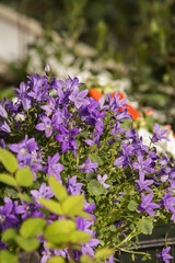 viola
