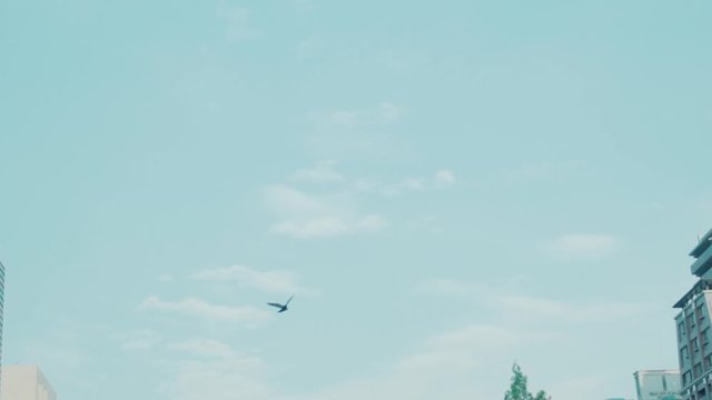 空を飛ぶ 一羽の鳥 