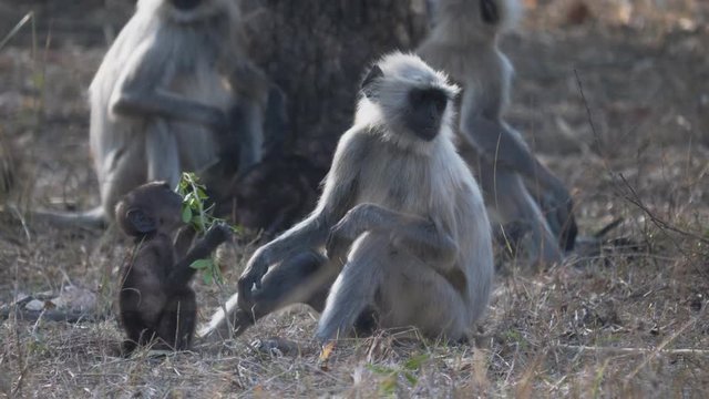 a baby langur monkey plays with leaves at tadoba andhari tiger reserve in india- 4K 60p