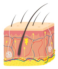 A hair follicle is a part of the skin