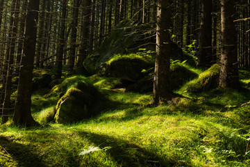 A wild forest in Norway very close to the famous Trollstigen.