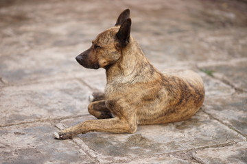 Shepherd dog is lying in the spring yard