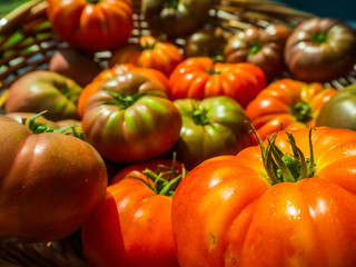 Tomates anciennes