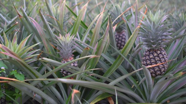 Pineapple plantation and close up in the farm