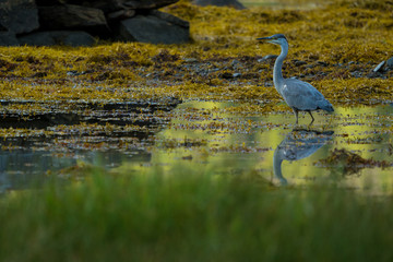 The grey heron on the shore of Geiranger Fjord.