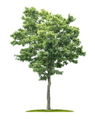 Fototapeta premium An isolated maple tree on a white background