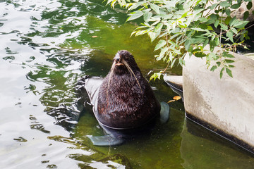 Walrus sits in the water the Moscow zoo Russia.