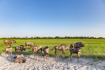 Naklejka na ściany i meble Wildebeest in the Okavango Delta