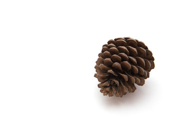 Pine cone