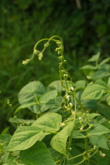 Common bean flowers with green lush leaves