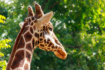Close-up portrait of a giraffe against green foliage background