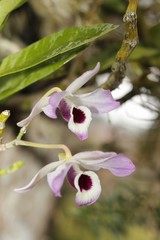 Fototapeta na wymiar pink orchid in the garden